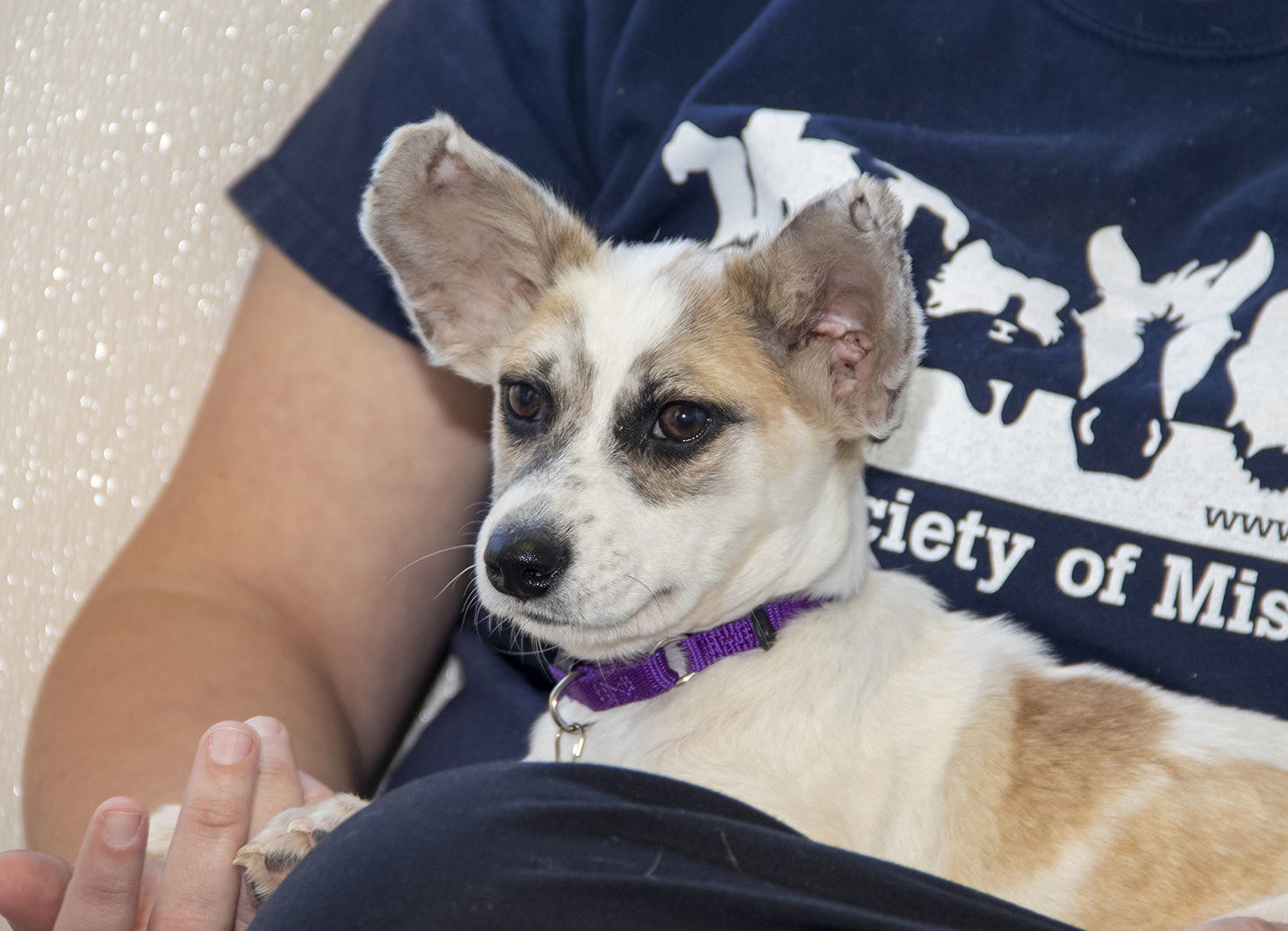 Pet of the week: Felicity